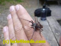 /home//u458753944/public_html/sourcegallery//////////////////////////Insects and small critters/fishflies and dobsonflies (Megaloptera)/P1030170.JPG